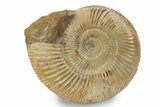 Jurassic Ammonite (Perisphinctes) - Madagascar #241579-1